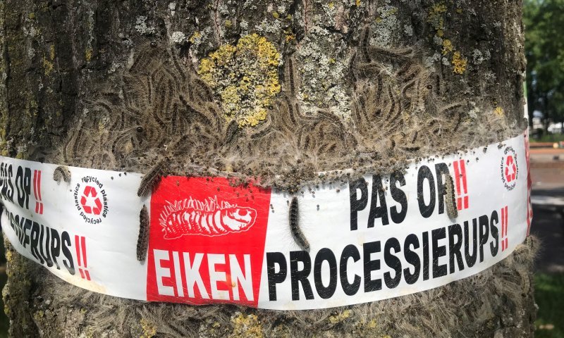 Wat te doen bij de eikenprocessierups